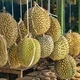 Makan Durian Saat Hamil Apakah Aman? Yuk, Cek Faktanya!